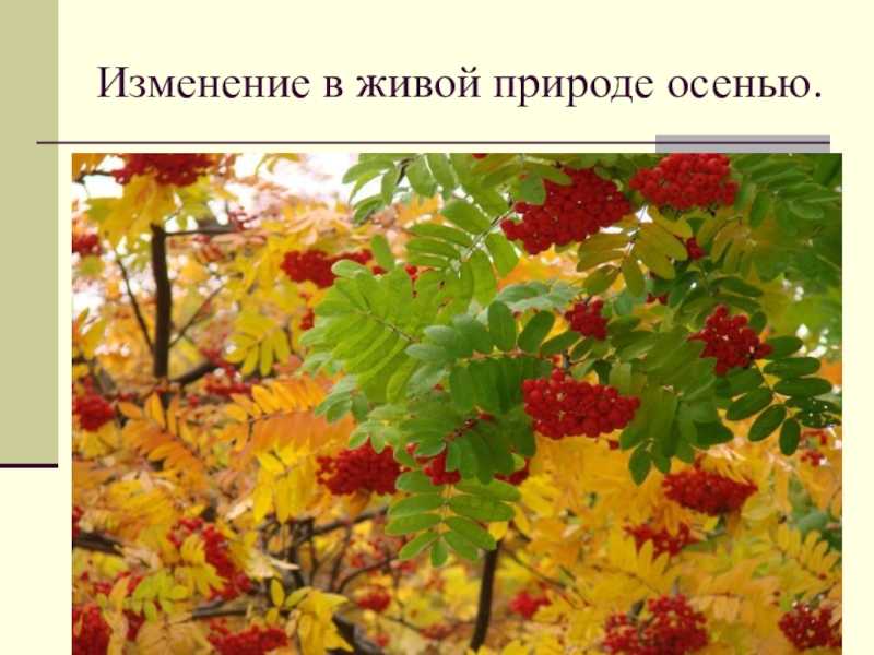 Объясните причину листопада опишите этот процесс 6 класс биология кратко. листопад это в биологии.