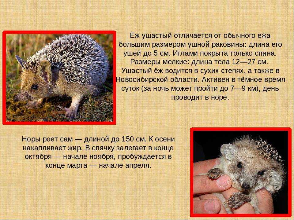 Ушастый еж 🔥 описание животного, особенности, среда обитания