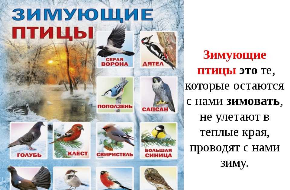 Зимующие и кочующие виды птиц: список, названия, фото и краткое описание
