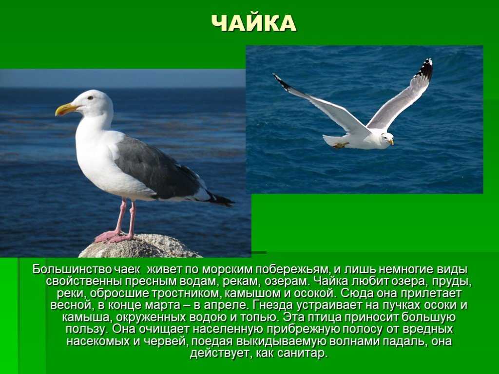 Чайка ℹ️ описание перелетной птицы, фото, виды, где зимует, чем питается и где обитает, интересные факты об образе жизни