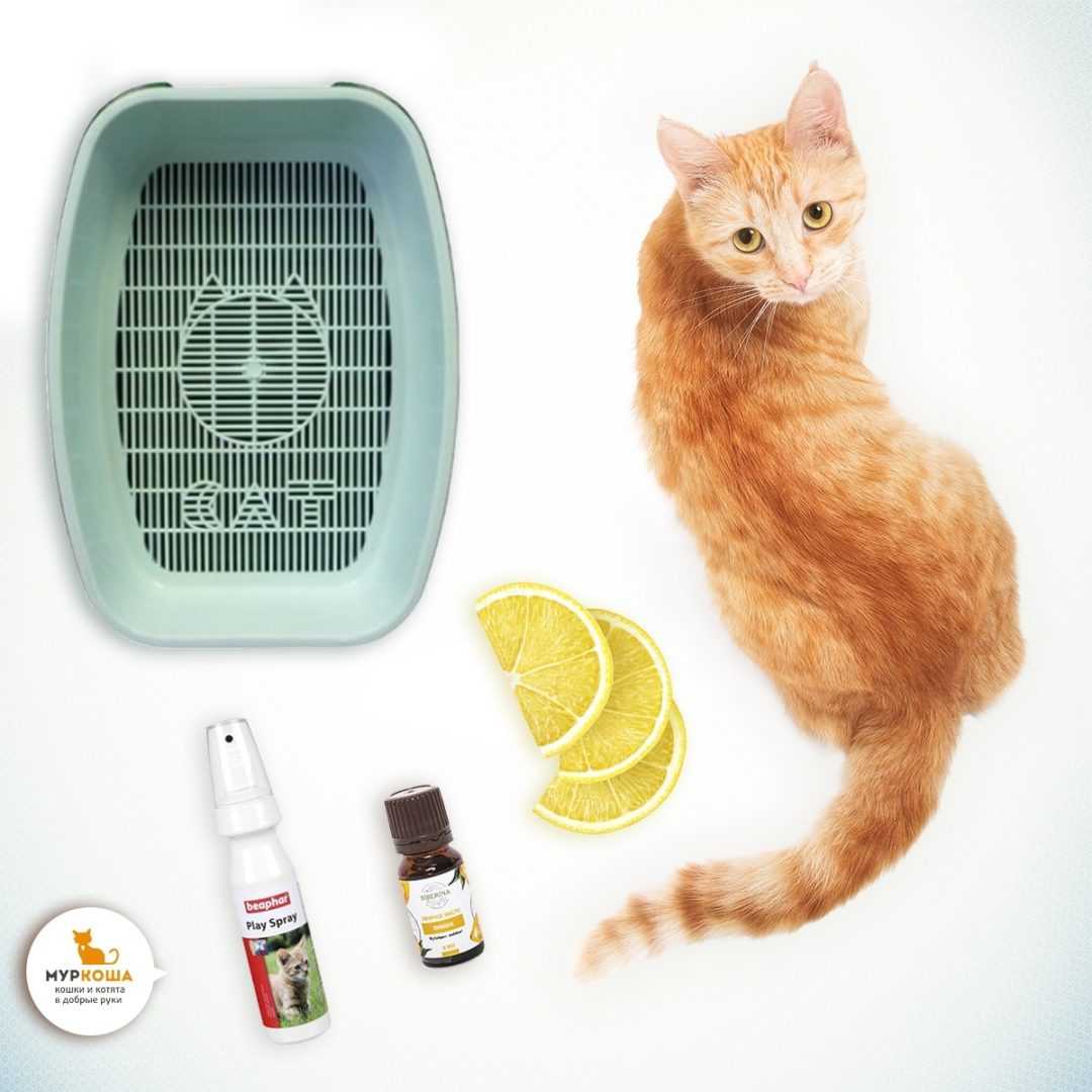 Как отучить кота или кошку гадить в неположенном месте и мимо лотка - действенные способы воспитания