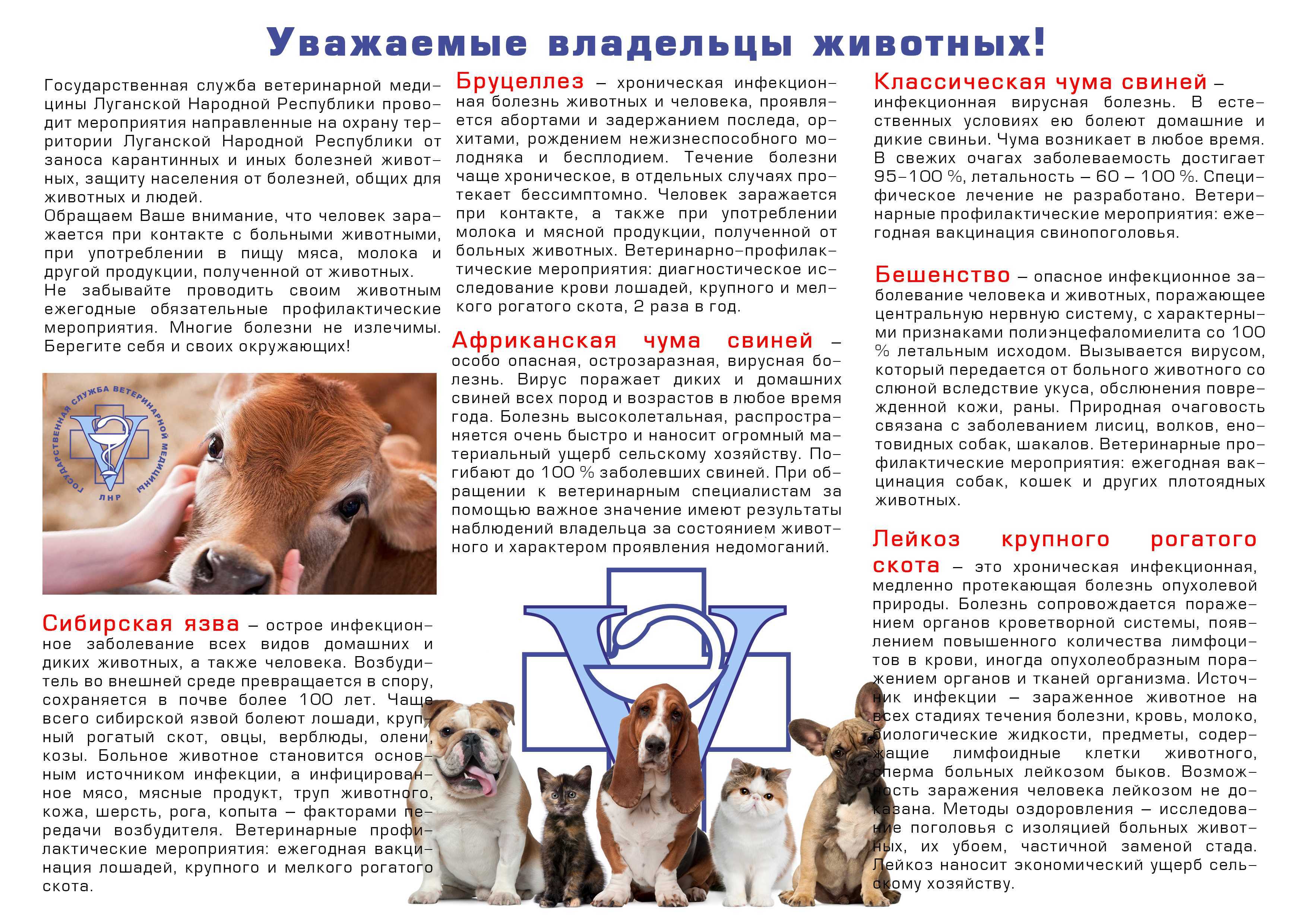Распространенные болезни собак и их симптомы: кожные, паразитарные и инфекционные заболевания собак, нарушения внутренних органов, заразные болезни