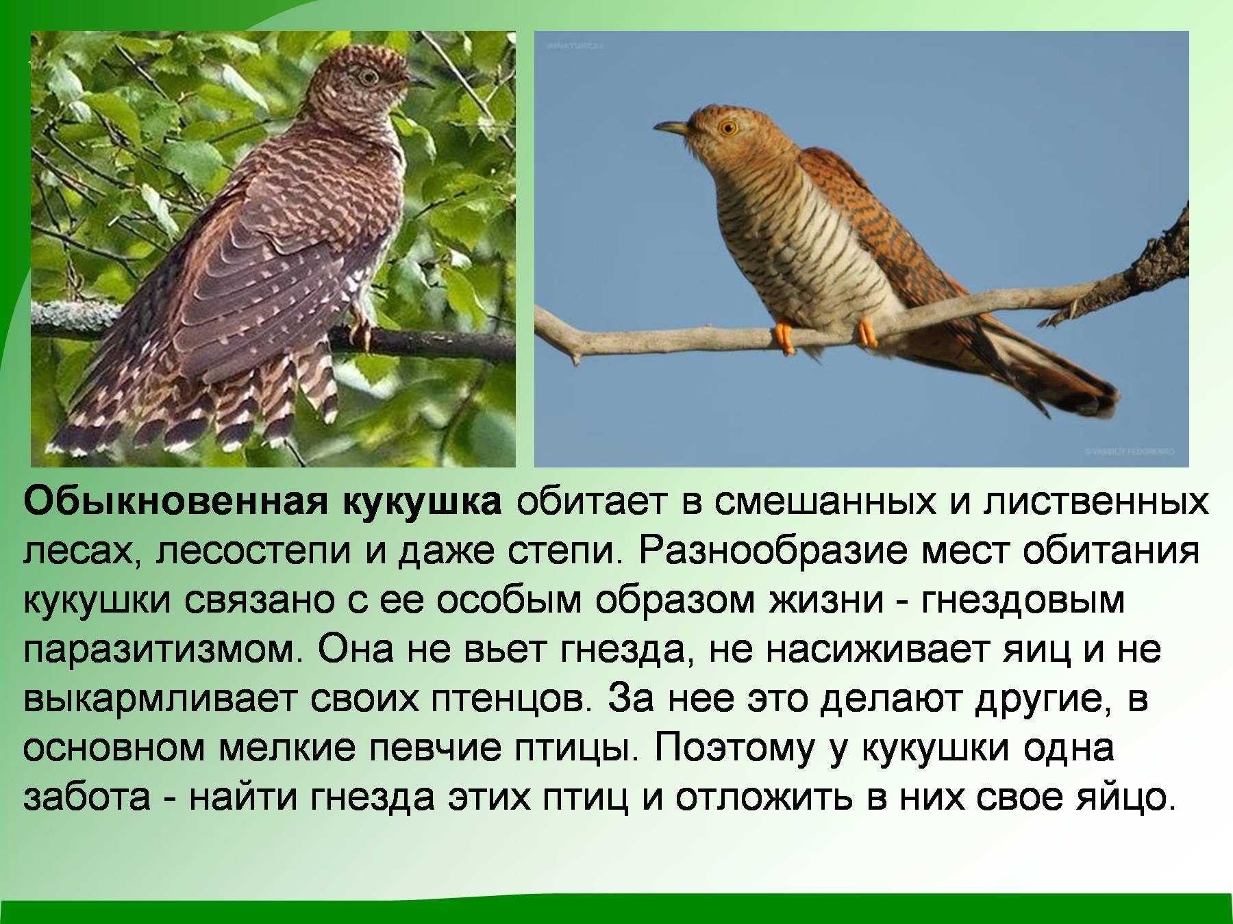 Кукушка: описание, виды, среда обитания, питание, образ жизни | планета животных