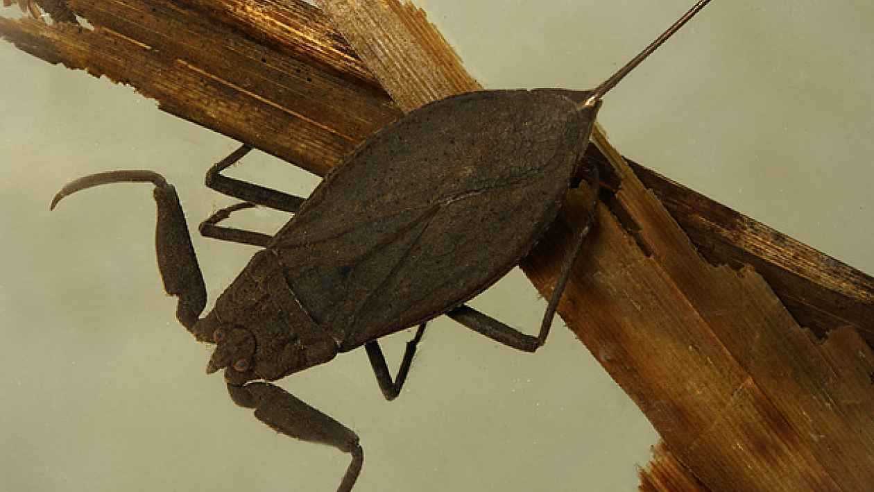 Водяной скорпион (nepidae)