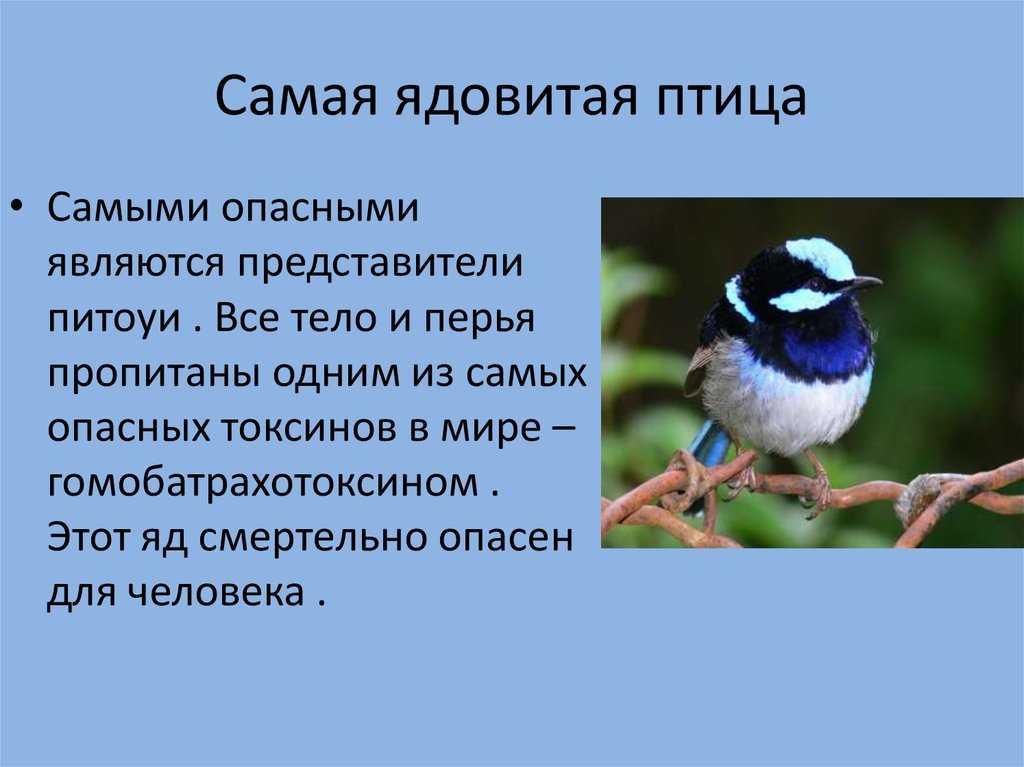 7 самых опасных птиц в мире - zefirka