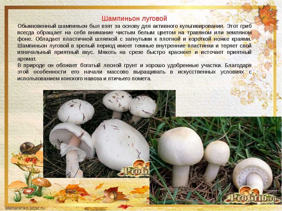 Шампиньоны: полезные свойства, вред, состав, бжу и калорийность