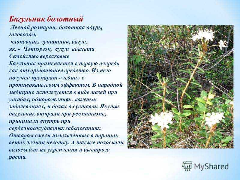 Багульник болотный: как выглядит, где растет трава, как применяют побеги, противопоказания, лечебные свойства