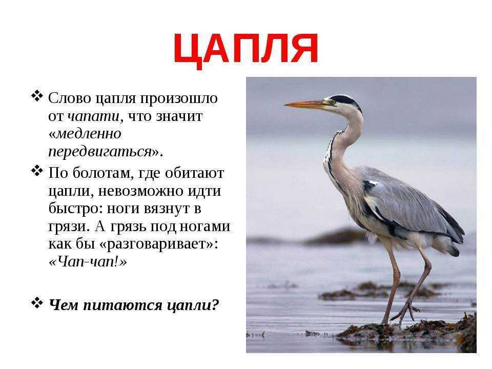 все про малую белую цаплю Фото и описание Чем питается и где обитает малая белая цапля  Презентация и доклад