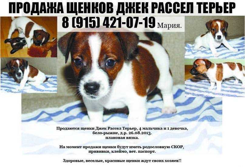 Плюсы и минусы породы джек рассел терьер, сравнение и отличия от других собак