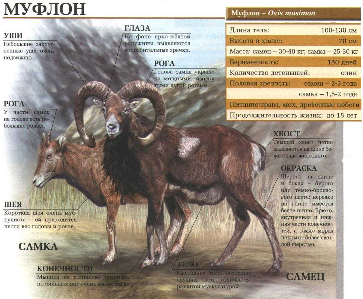Муфлон.
 сайт про зверей - zverosite.ru