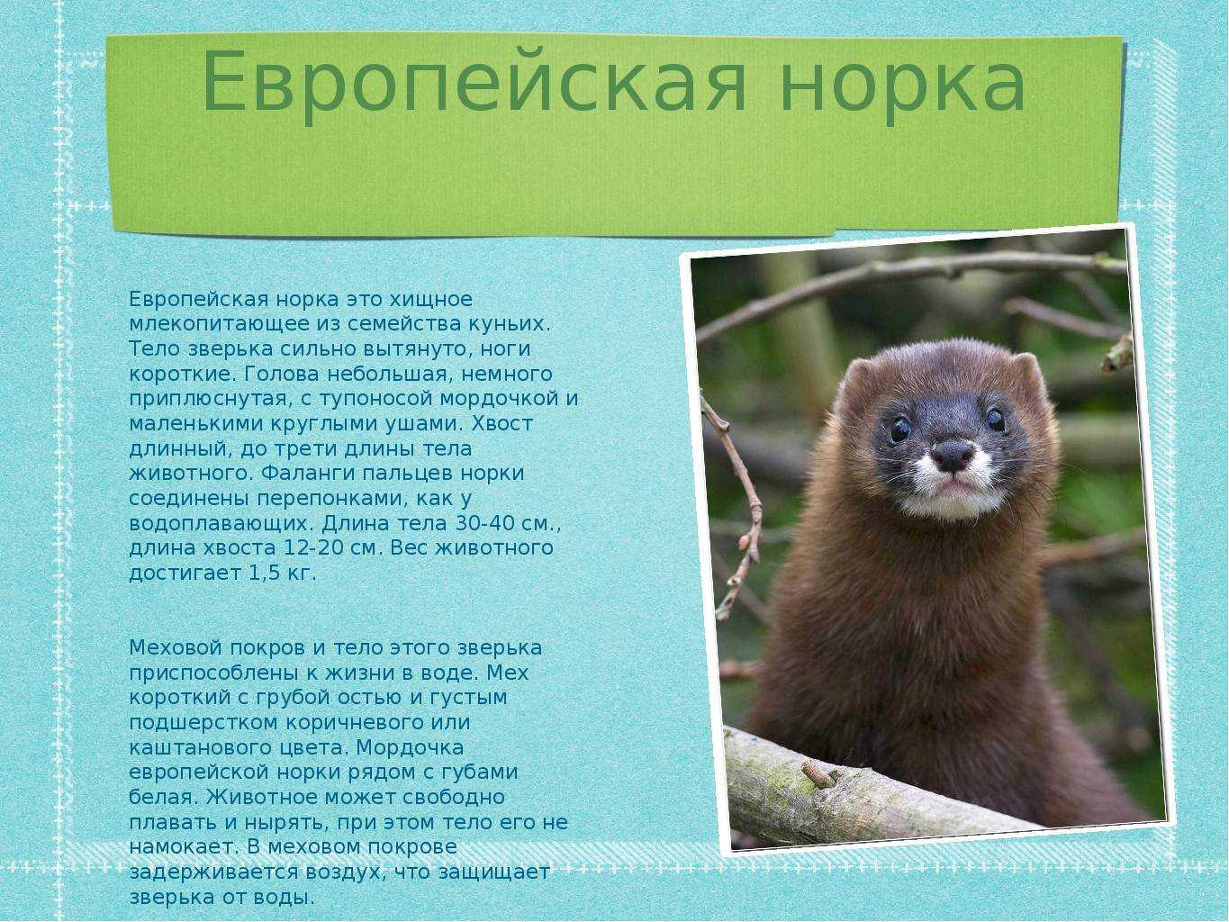 Описание норки: разновидности животного