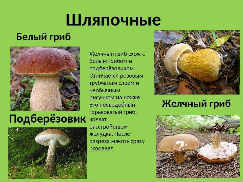 Боровик (белый гриб): описание, как выглядит ложный, съедобный, почему так называется, происхождение