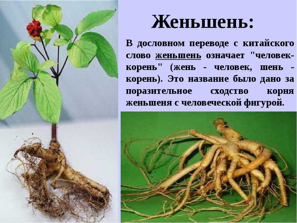 Растения красной книги россии и мира: самый полный список, описание и фото