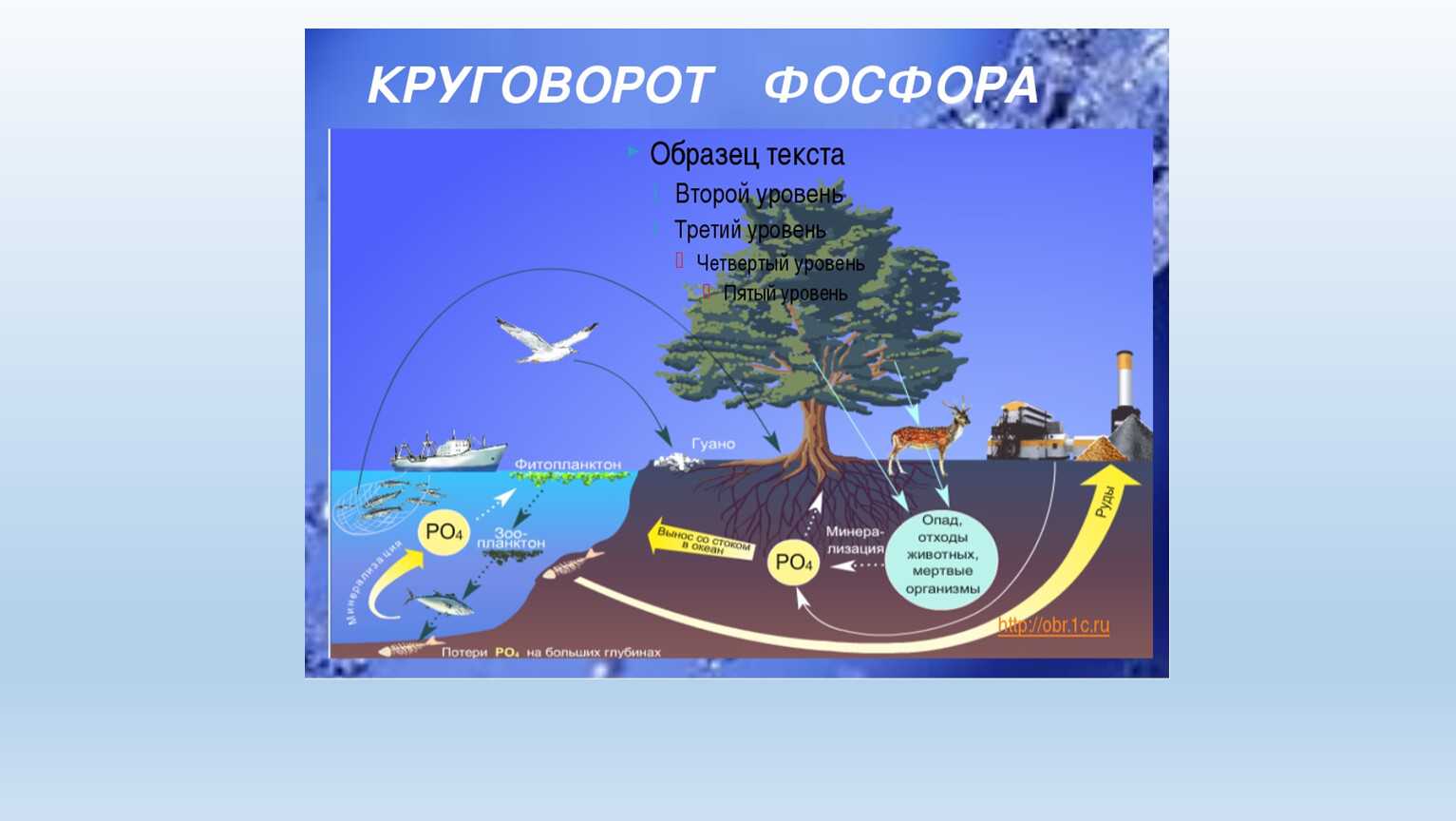 Круговорот фосфора в природе. роль микроорганизмов