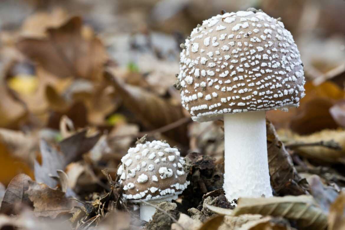 Мухомор пантерный (amanita pantherina) – грибы сибири
