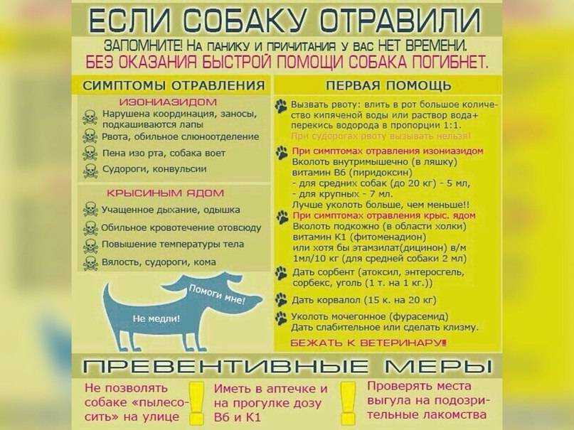 Собака съела крысиный яд: опасно ли, что делать, первая помощь