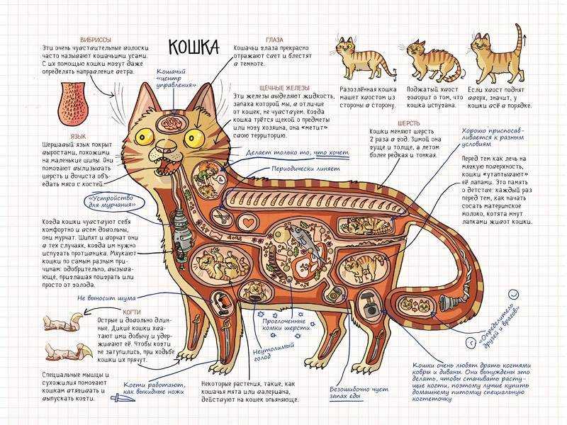 ᐉ анатомия кошки - ➡ motildazoo.ru