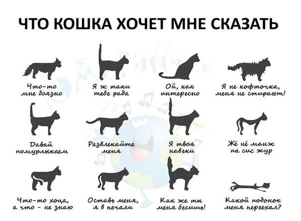 5 возможных причин агрессивного поведения кота: новости, кошки, животные, агрессия, воспитание, квартира, домашние животные