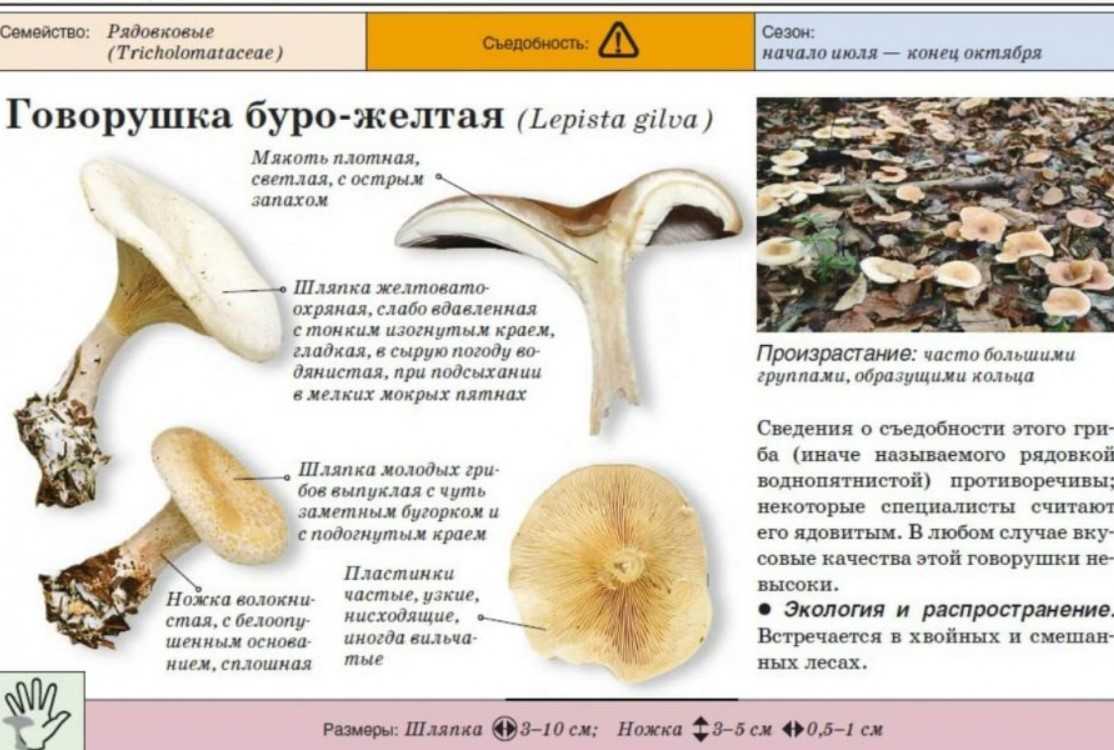 Подогнутая говорушка – фото и описание съедобного гриба, где растет, внешний вид