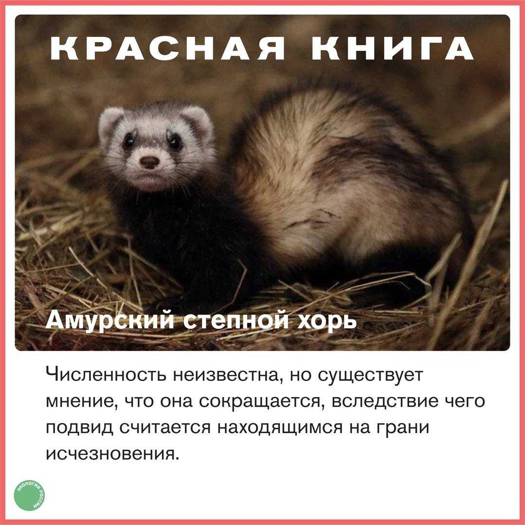 Хорек (фото) дикий - чем он опасен? хорек дикий - виды и их описание