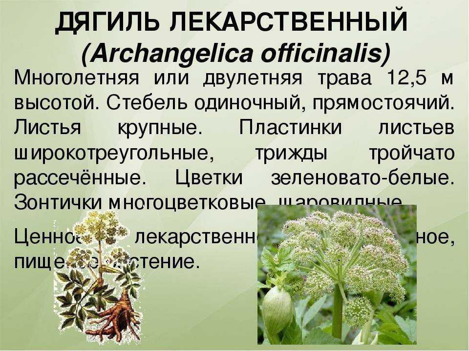 Дягиль лекарственный: описание, сбор и хранение, применение, противопоказания и рецепты