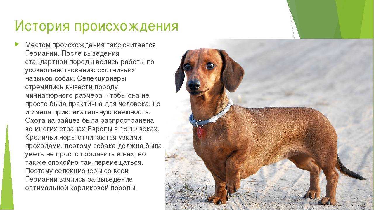 Средняя продолжительность жизни собак мальчиков породы такса дома