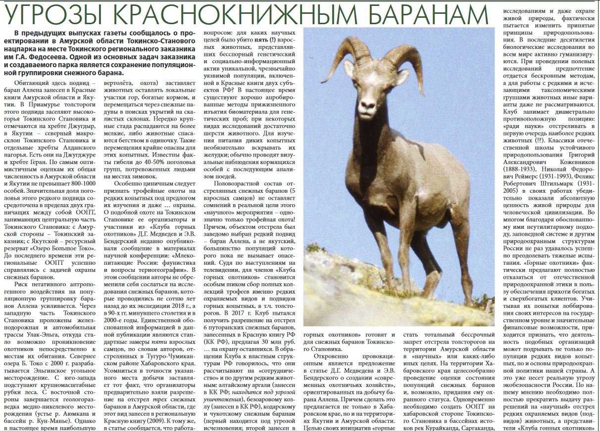 Баран снежный