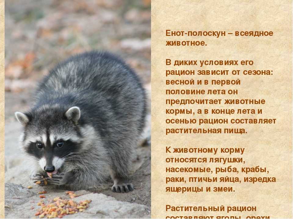 Домашние бандиты — стоит ли заводить енота? (+видео-бонус)