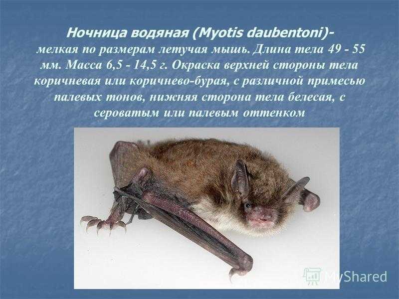 Ночница водяная