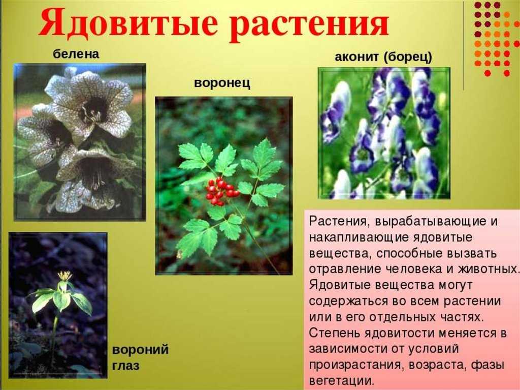 Самые опасные и смертоносные растения