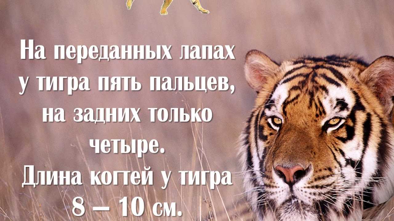 Малайский тигр, особенности и среда обитания хищника