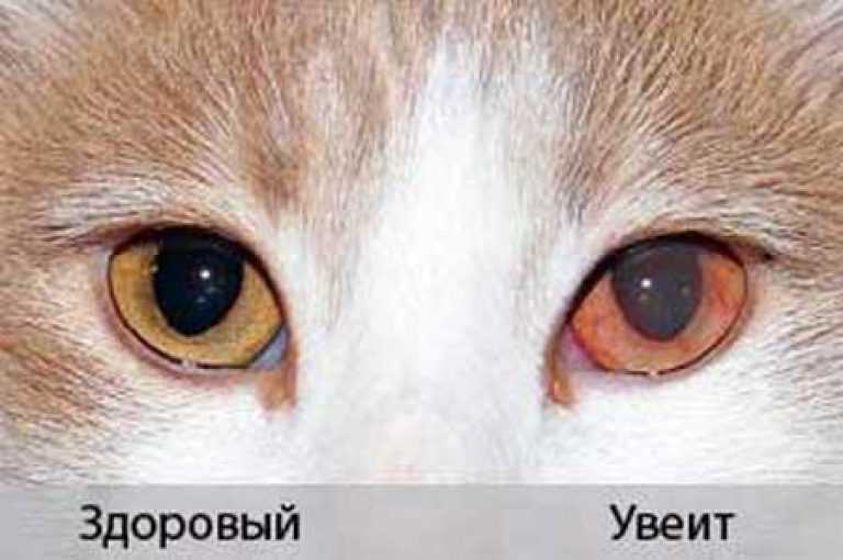 Топ 6 причин, почему кошка прячется в темные места