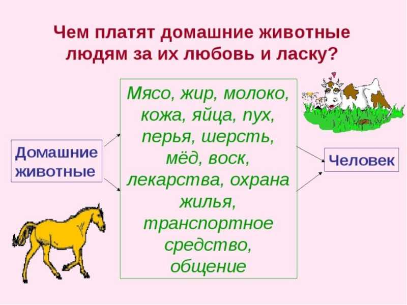 Дикий кролик - ареал обитания,питание, виды, размножение, отличия от зайца - petnaobed.ru