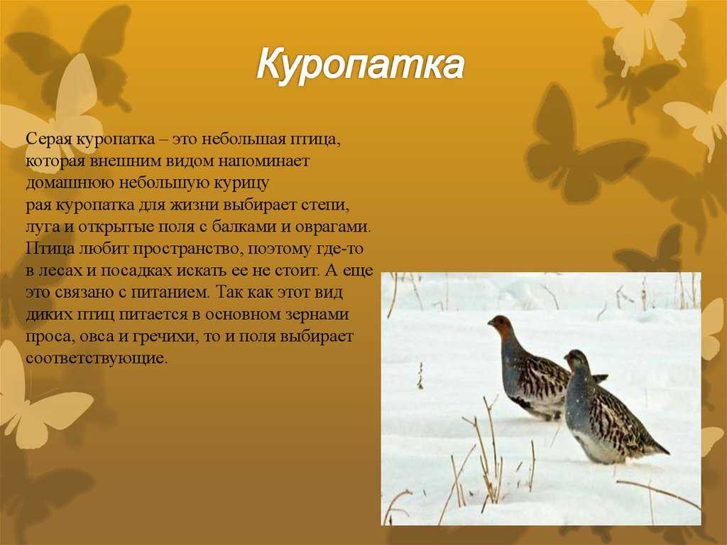 Белая куропатка. где обитает. особенности вида и охоты