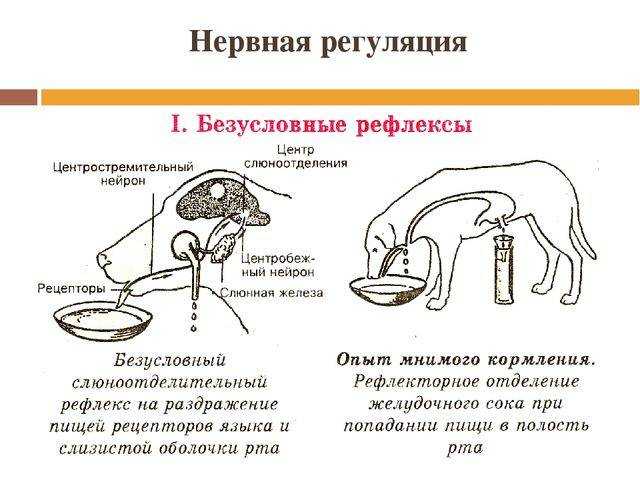 Судороги у собаки причины и лечение: первая помощь