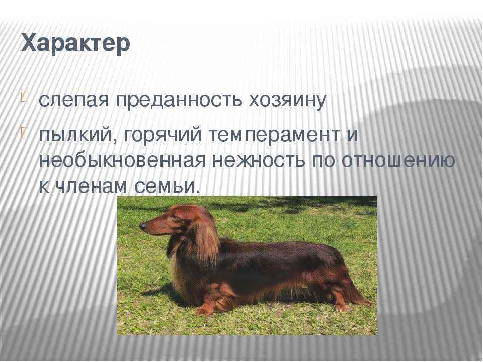 Виды и разновидности собак породы такса — такие разные и такие милые