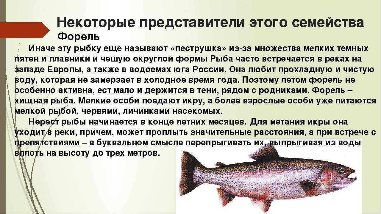 Кумжа: описание и фото рыбы, ареал и повадки, особенности ловли кумжи