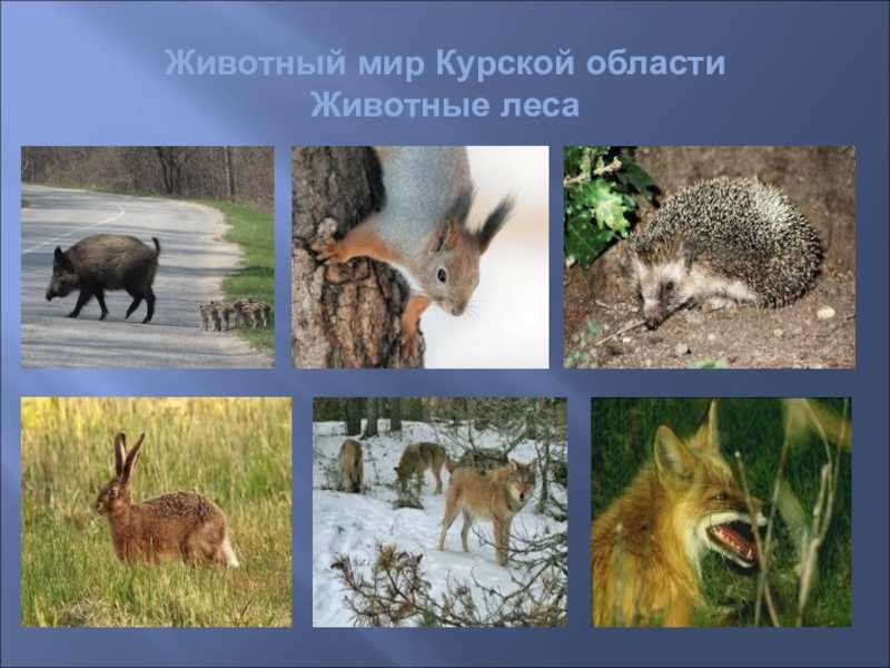 Пресмыкающиеся | центрально-черноземный государственный заповедник имени профессора в.в. алехина