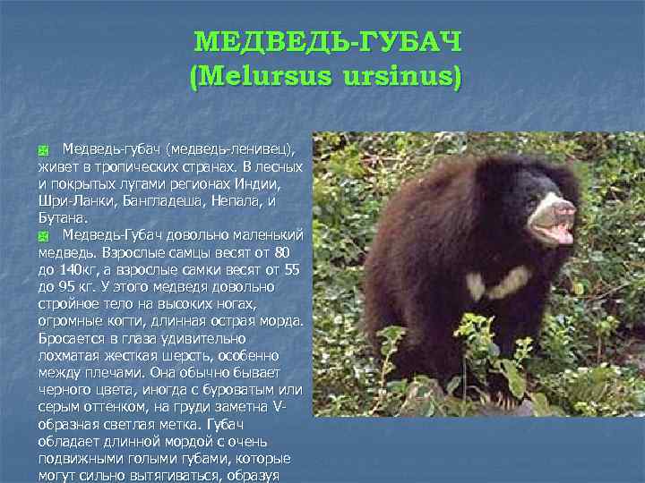 Описание гималайского белогрудого медведя из красной книги