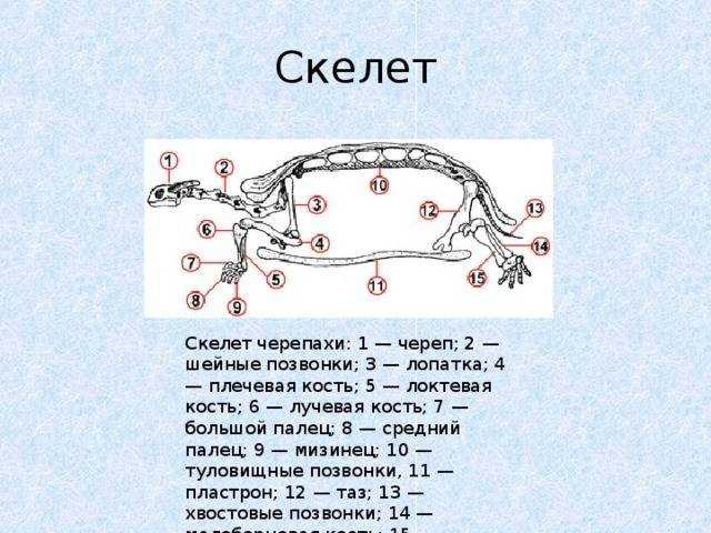 Черепахи (лат. теstudinеs)