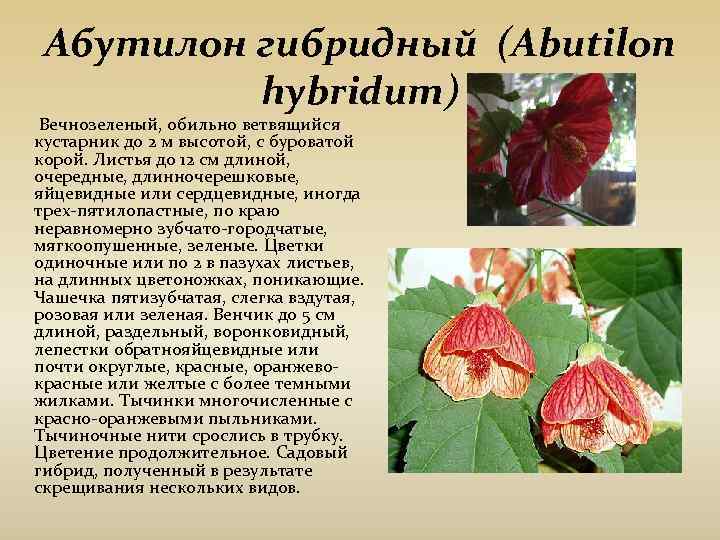 Мальва (75 фото): виды, правильный уход