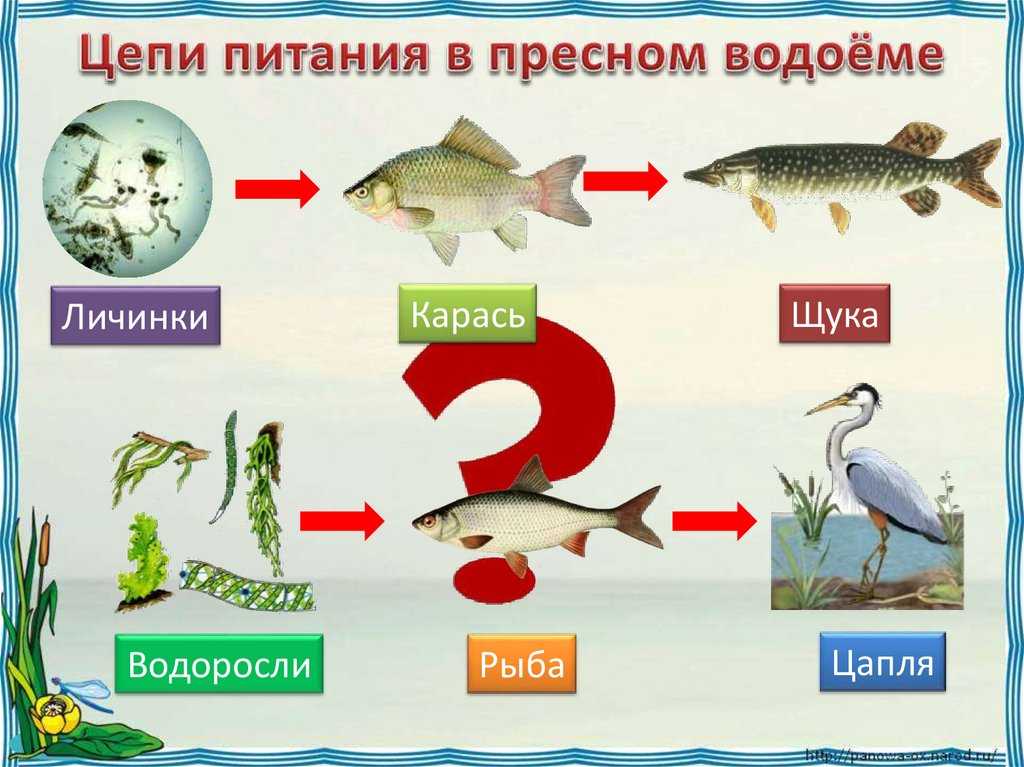Пастбищная и детритная пищевые цепи питания: примеры, основные звенья и их характеристика