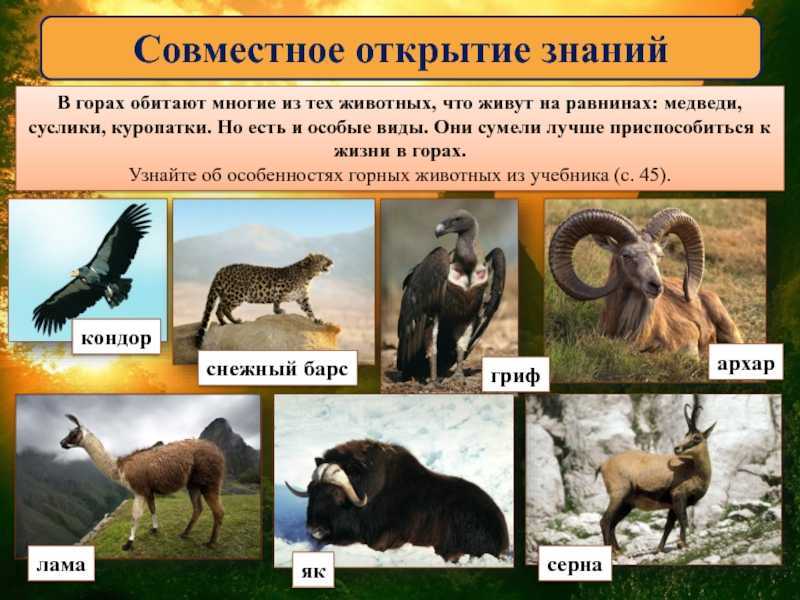 Кианг относится к семейству лошадиных и внешне похож на лошадь Они широко распространены в азиатском регионе Охранный статус кианга – вызывающий наименьшие опасения Фото и описание Кианга