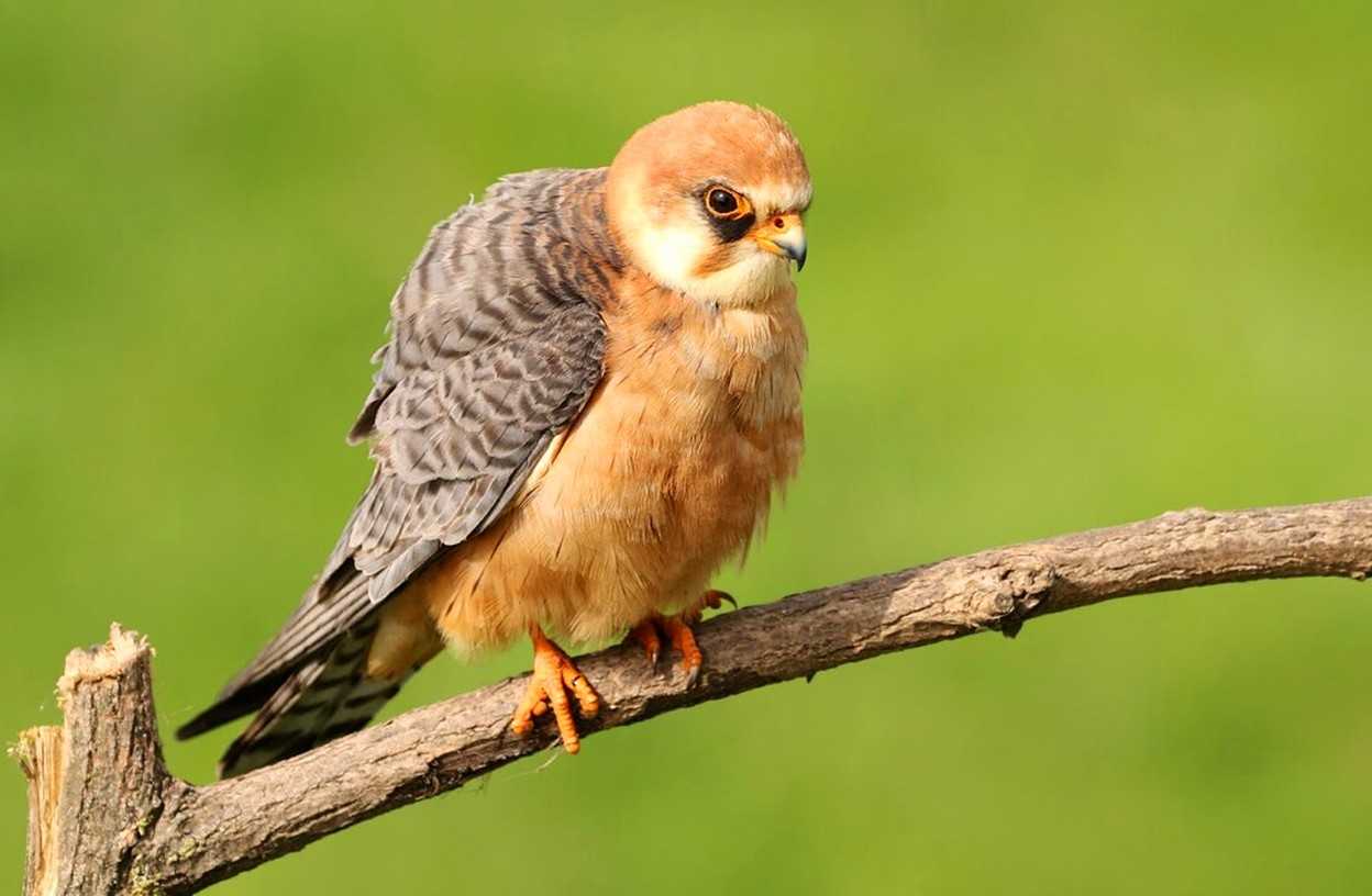 Кобчик  (falco vespertinus). птицы европейской россии.