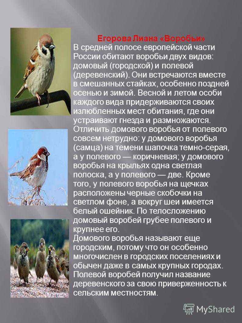 Презентация к занятию "птицы саратовской области" презентация, доклад