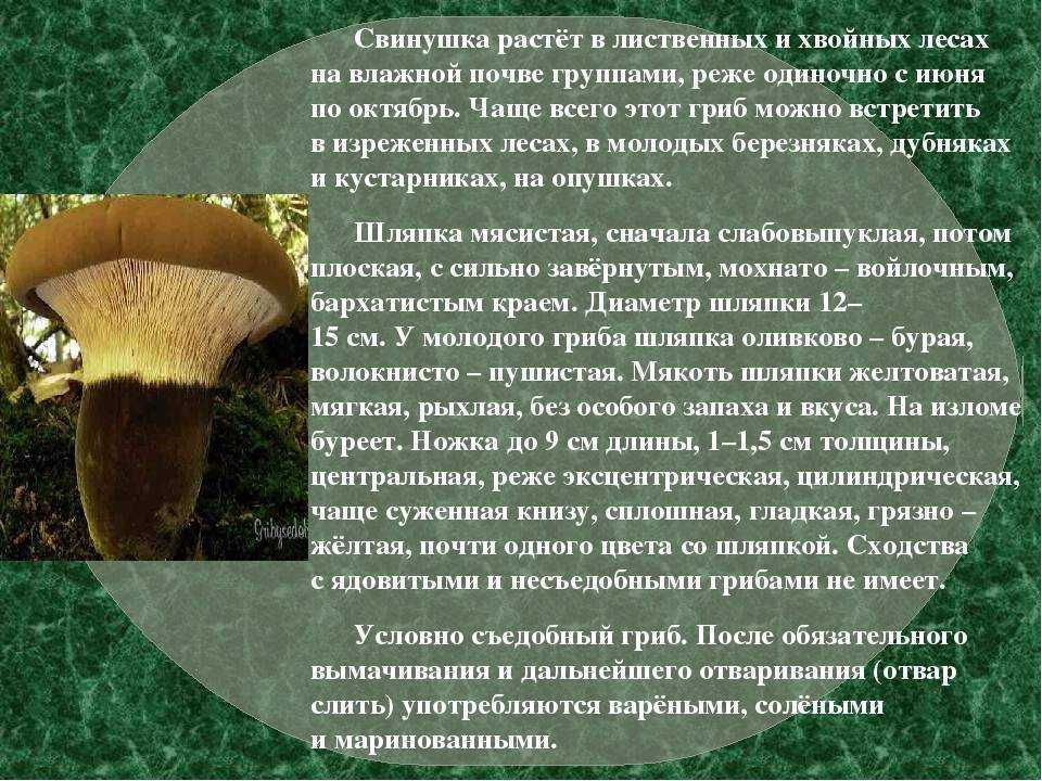Ядовитый гриб тонкая свинушка: фото и описание