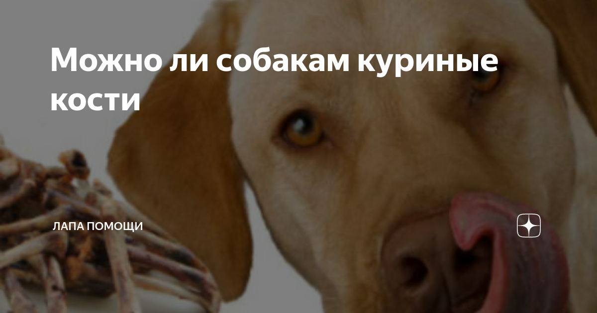 Разрешено ли давать собаке куриную голову и лапки: сколько нужно варить