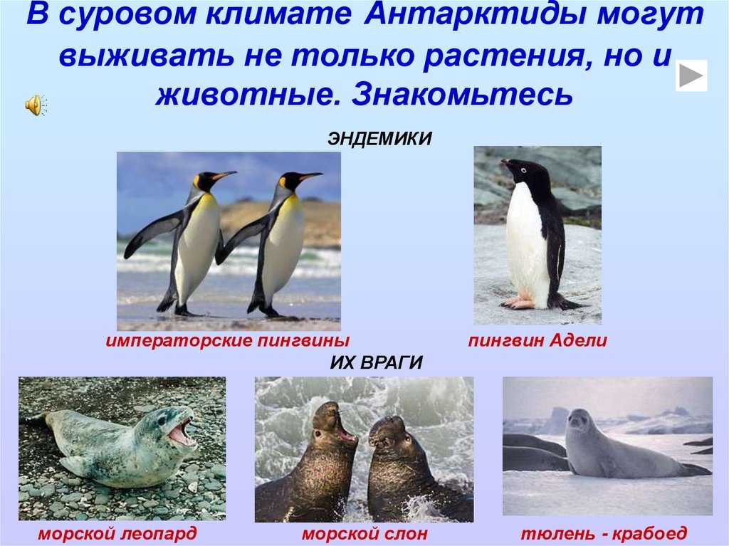 Животные антарктиды  описание обитателей фауны, интересные факты