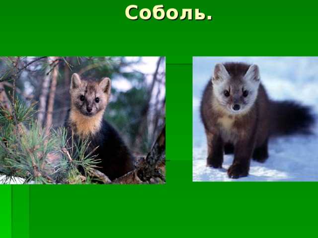 Животные тюменской области