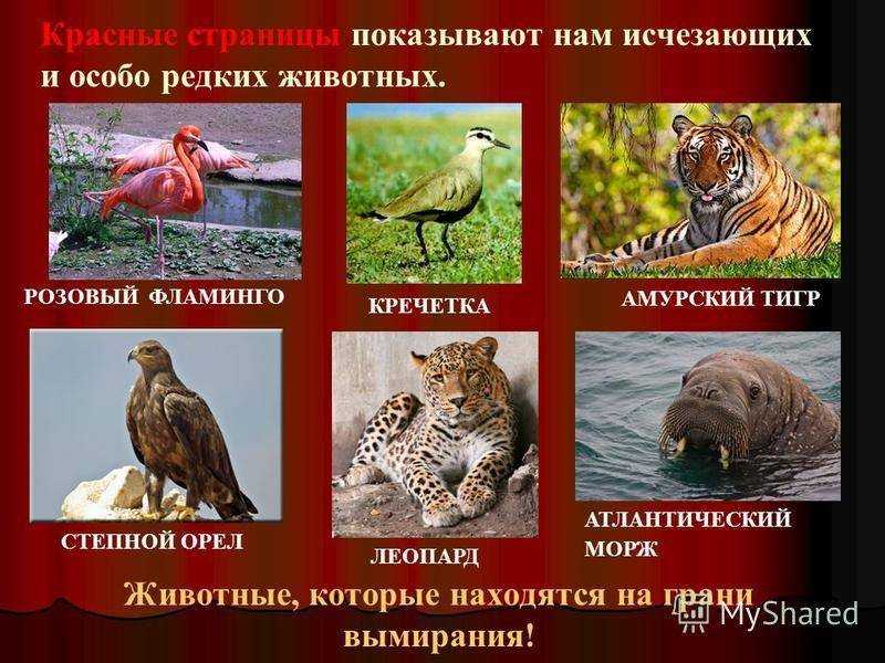 Красная книга хабаровского края  доклад, проект